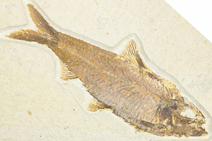 Detailed Fossil Fish (Knightia) - Wyoming #357631